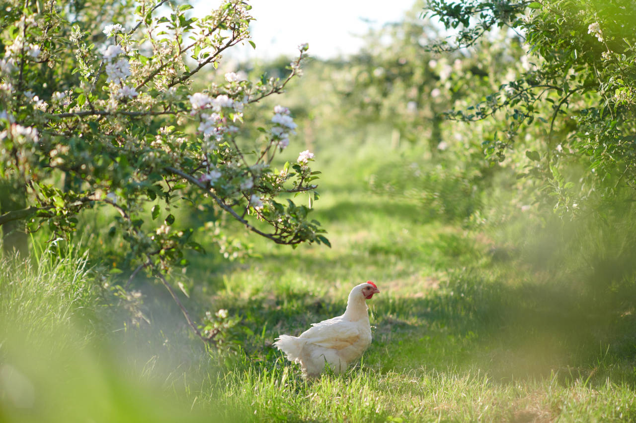 Bostock chickens orchard