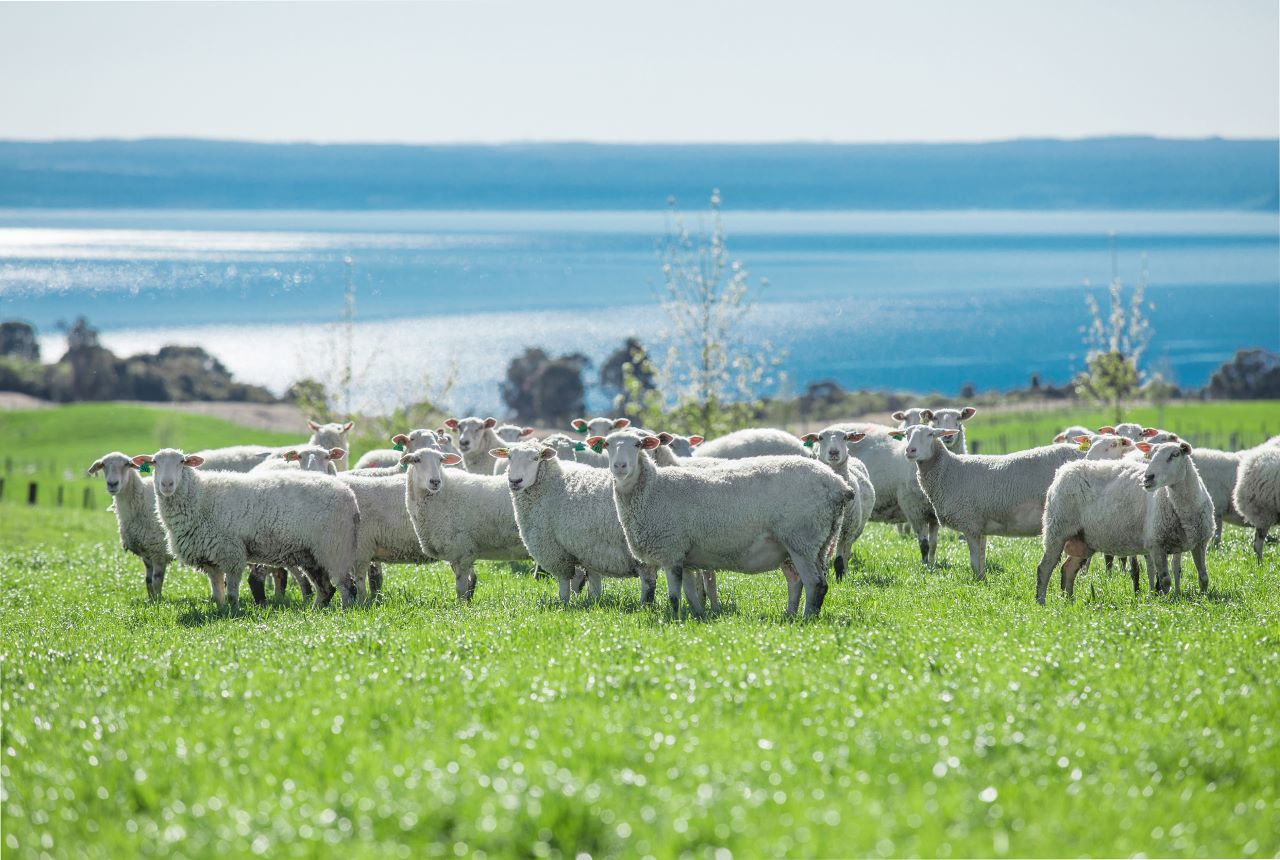 Hipi Marihi sheep near the lake