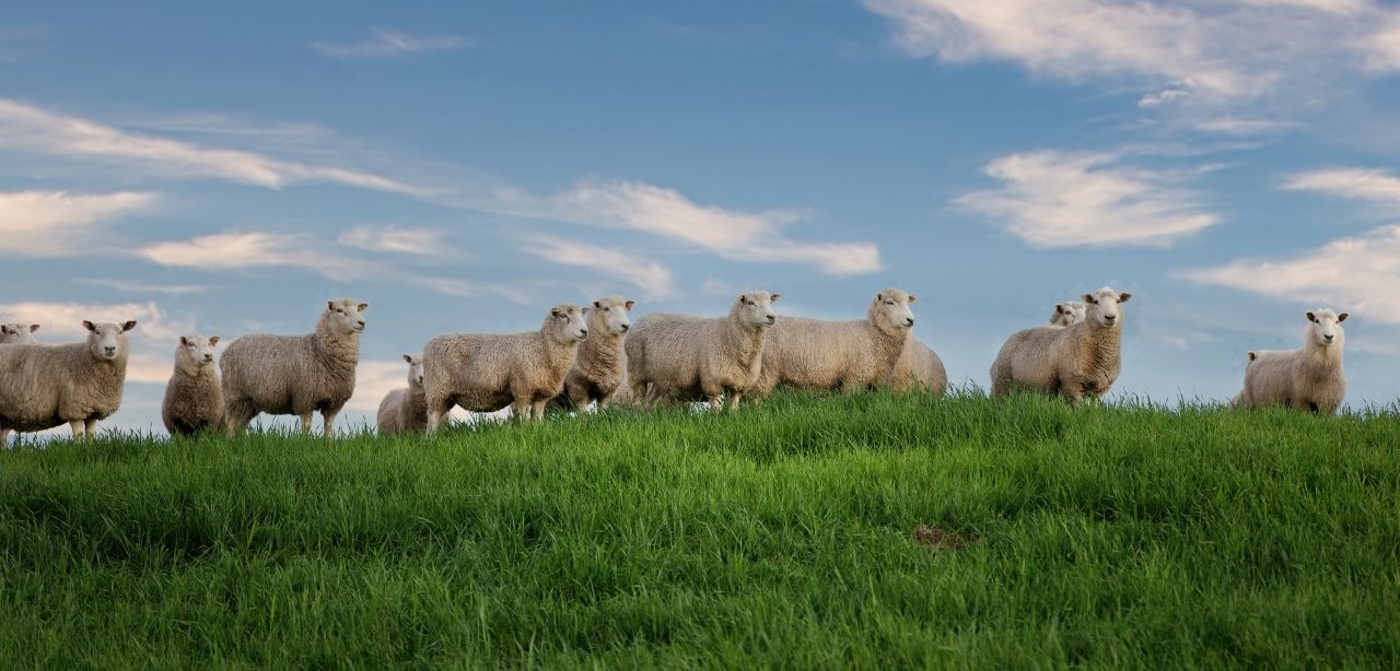 Sheep on grass