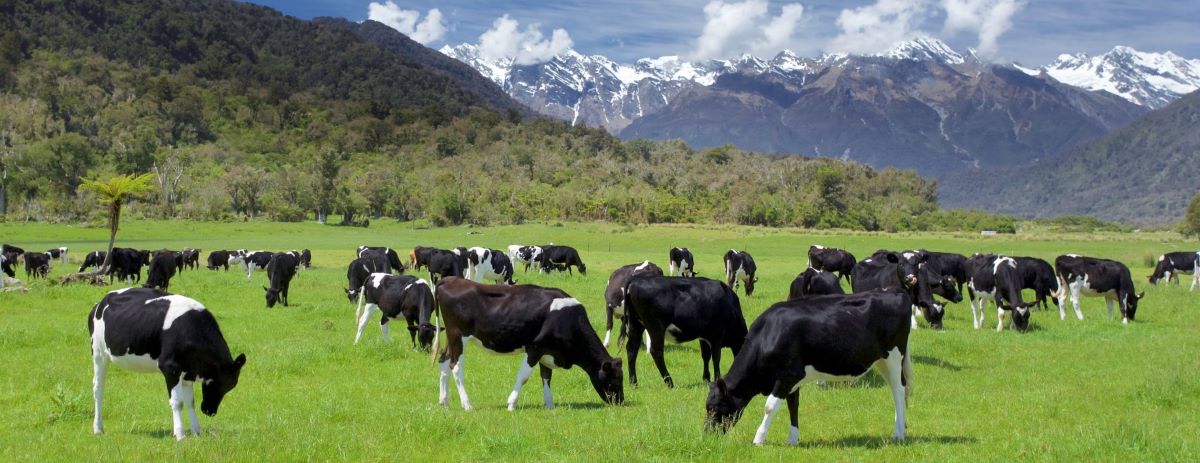 Cows in grass paddock